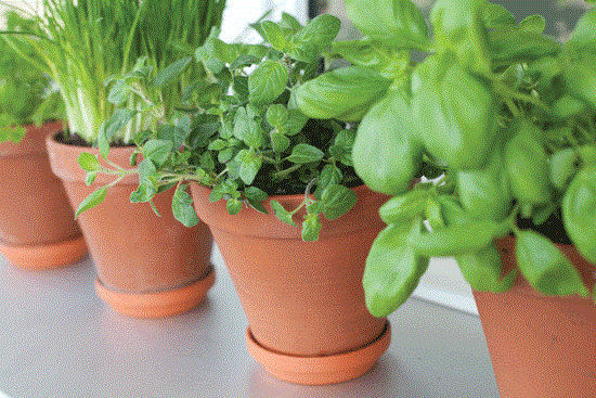 Grow kitchen herbs on a windowsill year round.